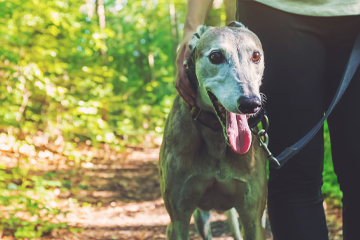 Greyhound on lead 360x240